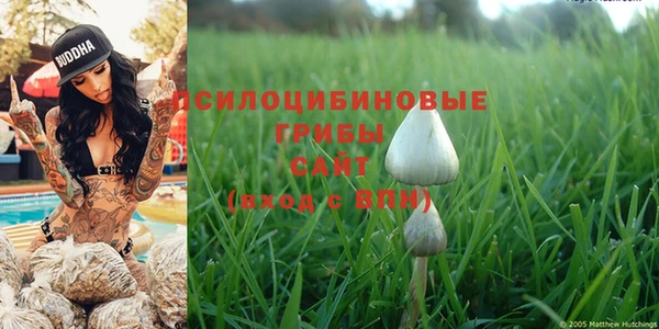 PSILOCYBIN Алзамай